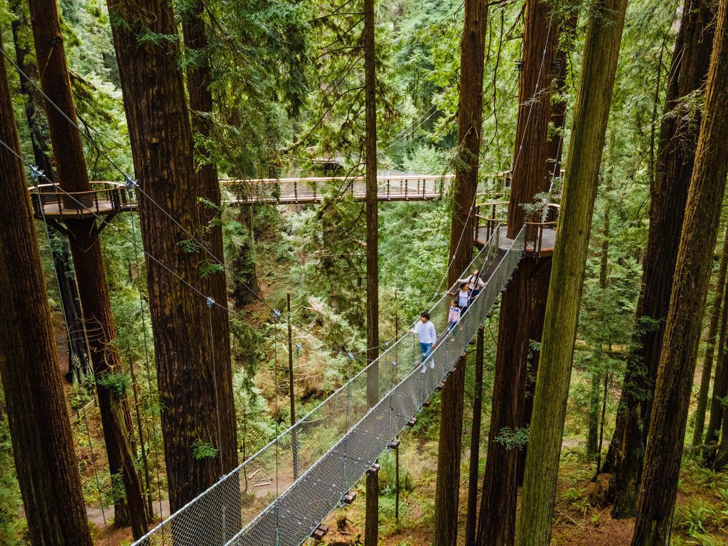 group of people walking along the redwood skywalk