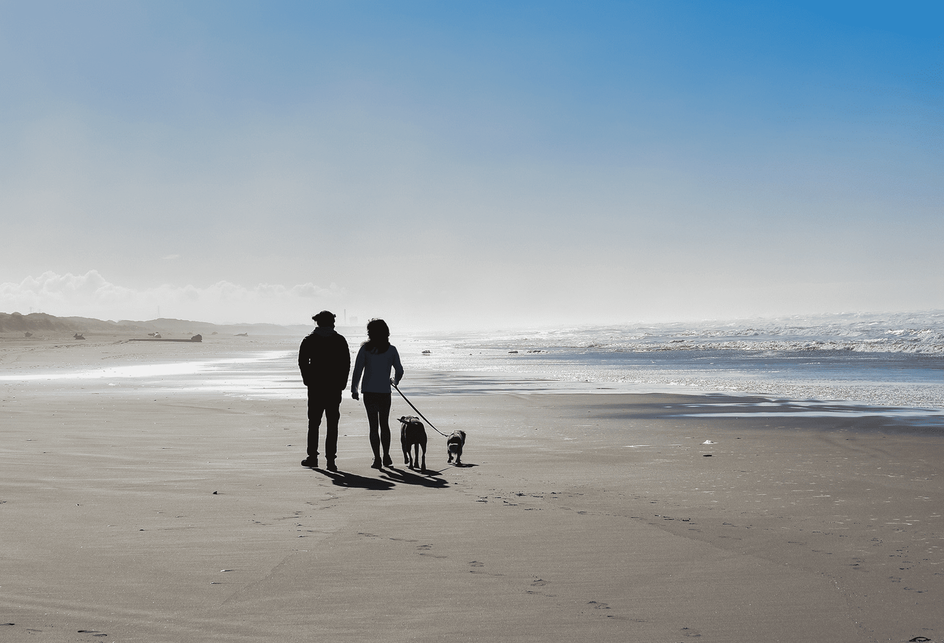 couple walking 2 dogs on the beach on a sunny day