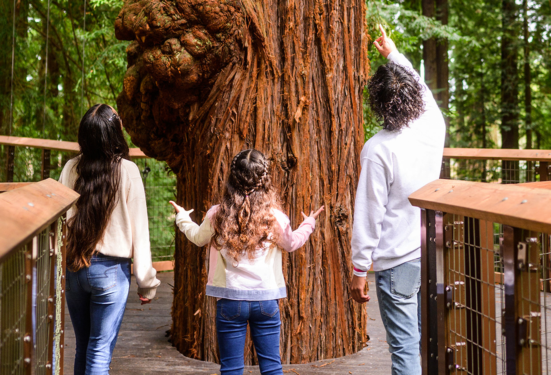 3 people looking up at the redwood tree while on the Redwood Sky Walk