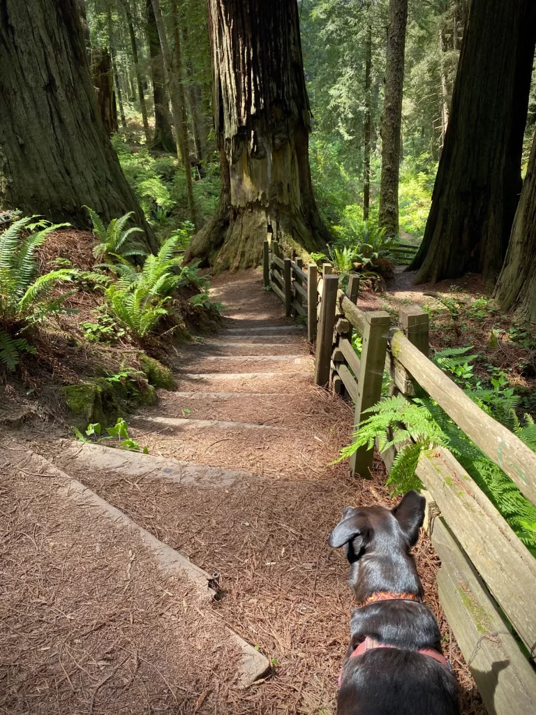 dog walking down steps in the forest