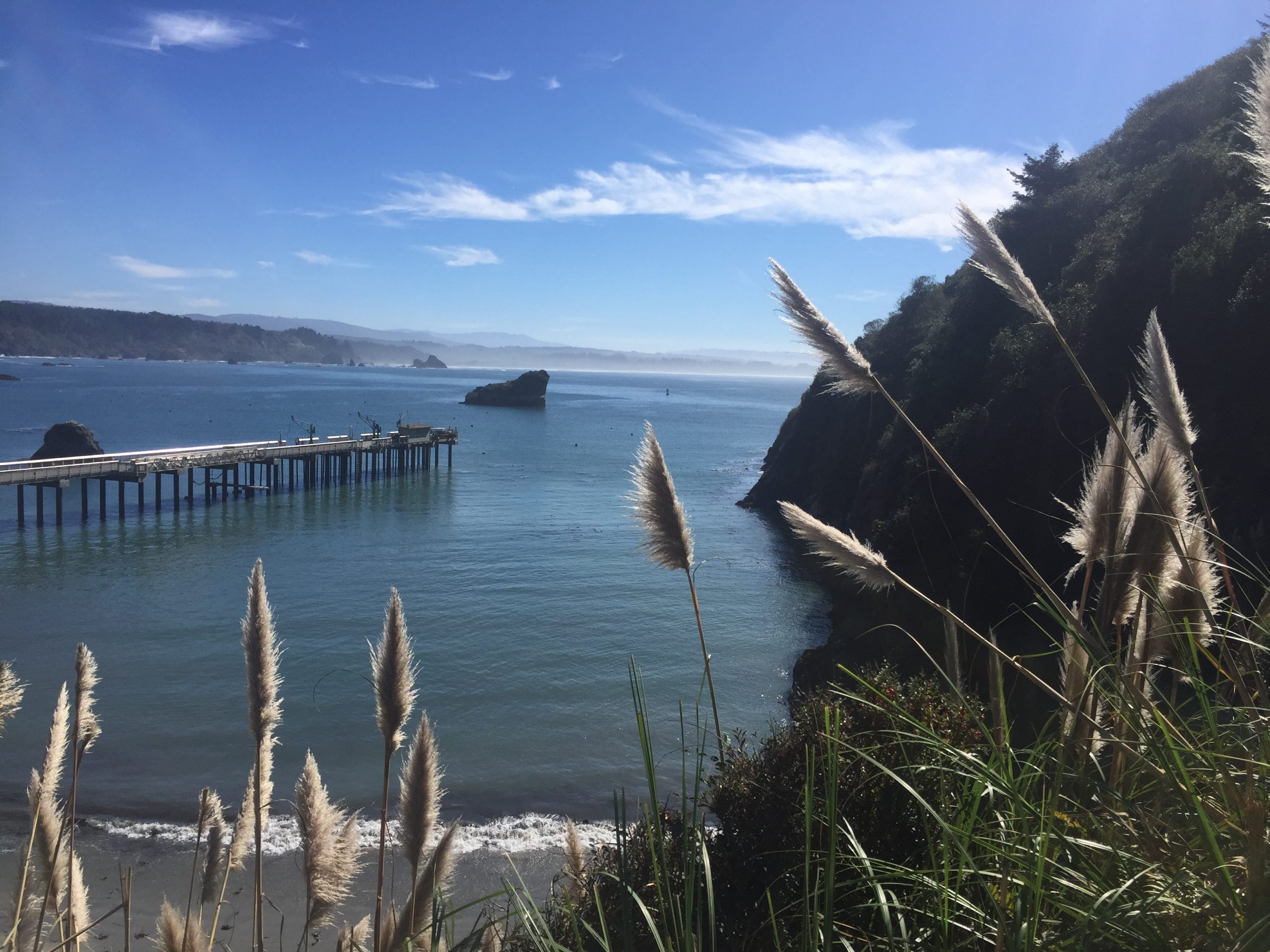 tall grasses overlooking a cliff and pier in the water