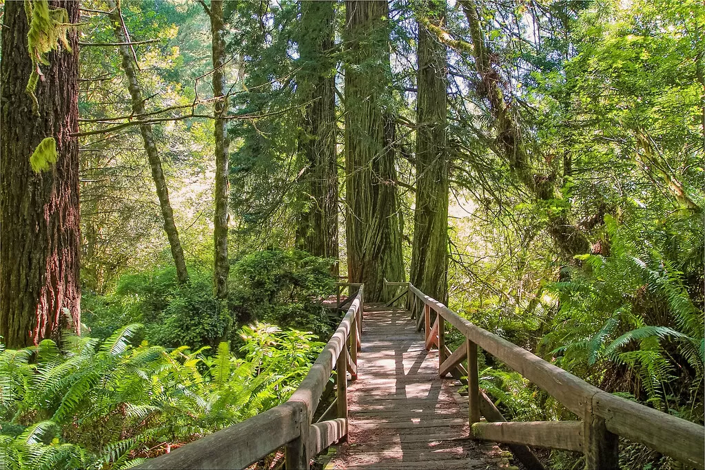wooden pathway through forest