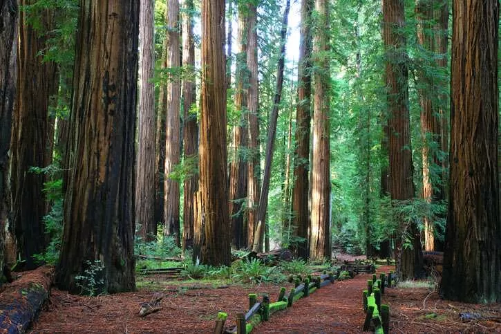 Big redwood trunks along forest floor and path