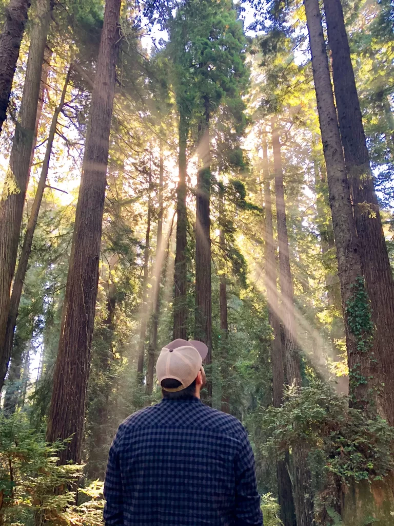 Man looking up at the trees in the forest with rays of sunlight