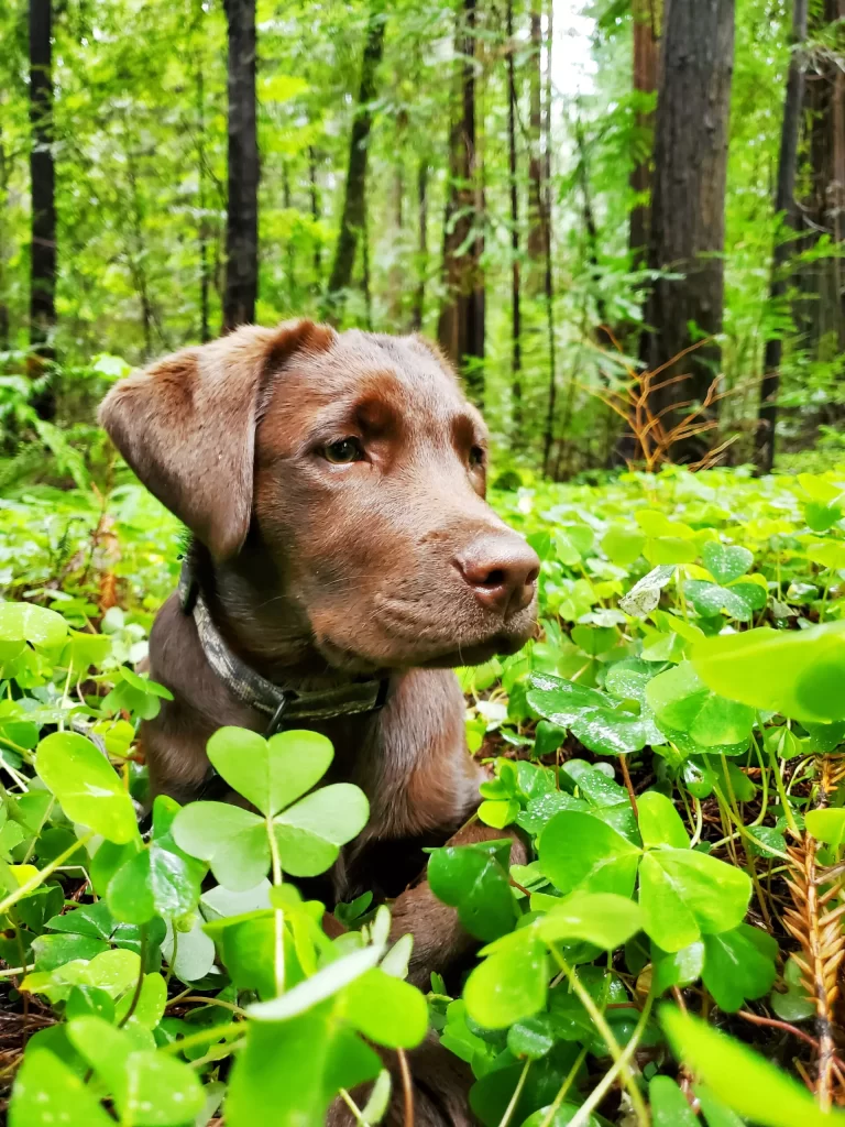 Brown puppy laying in clovers in the forest