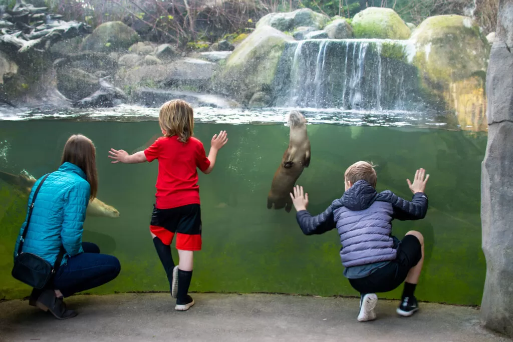 little kids looking at the otters in the water at the zoo